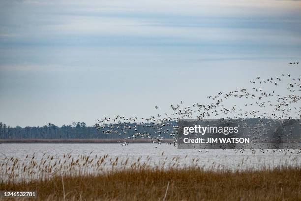 Snow geese fly over the water at Blackwater National Wildlife Refuge in Cambridge, Maryland, on January 25, 2023. A new strain of highly pathogenic...