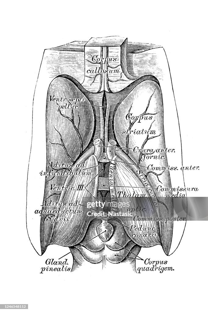 Troisième ventricule. Le troisième ventricule est l’un des quatre ventricules du cerveau qui communiquent les uns avec les autres