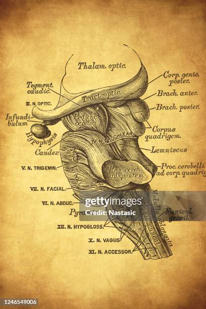 the pons is also called the pons varolii ("bridge of varolius") - medulla stock illustrations