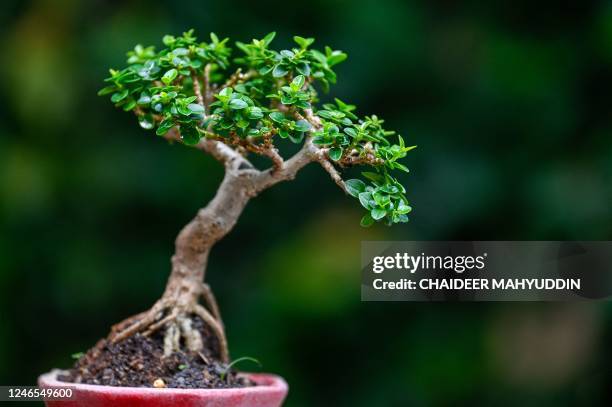 Miniature of a bonsai tree from the collection of the tree's enthusiast is pictured in Banda Aceh on January 26, 2023.