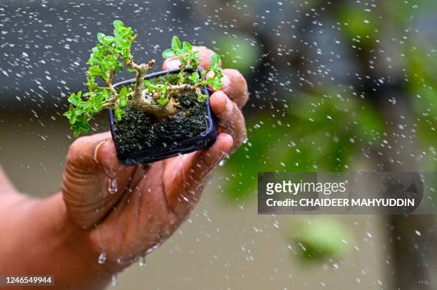 An enthusiast waters a miniature of a bonsai tree from his collection in Banda Aceh on January 26, 2023.