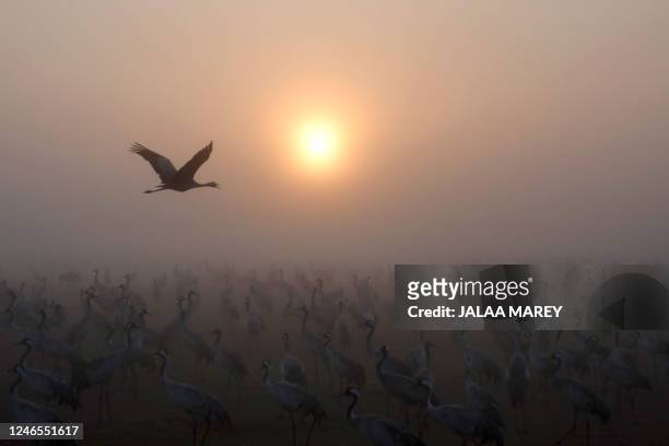 Thousands of Cranes rest in the Agamon Hula Lake area of the Hula Valley in northern Israel, on their seasonal migration route from Europe to Africa,...