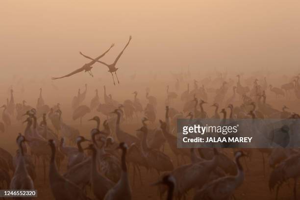 Cranes are pictured in the Agamon Hula Lake area of the Hula Valley in northern Israel, on their seasonal migration route from Europe to Africa, on...