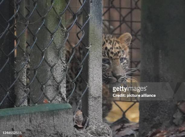 January 2023, Hamburg: A baby leopard peers briefly through the flap to the outdoor enclosure at Hagenbeck Zoo. A total of three North China leopards...