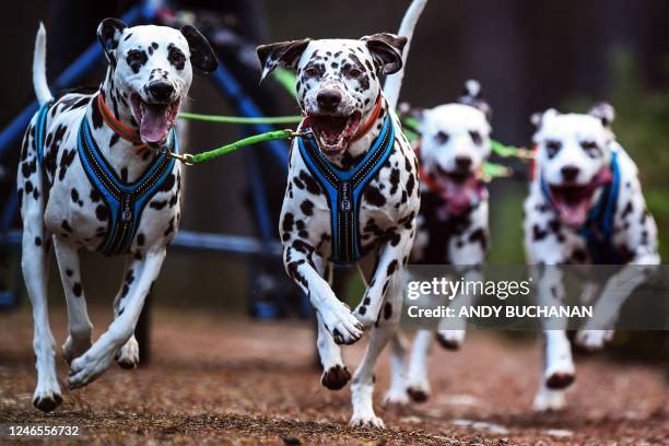 Dalmatian dogs take part in a training session on forest tracks, ahead of the The Siberian Husky Club of Great Britain 39th Aviemore Sled Dog Rally...