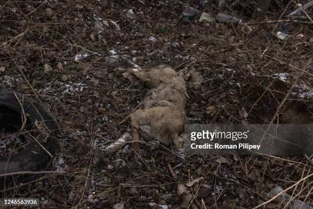 Dead dog lays at an industrial area following a morning Russian missile strike that left one person dead and two wounded on January 26, 2023 in Kyiv,...