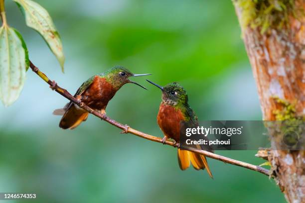 chesnut-brustkoronet, zwei kolibris kämpfen - kolibri stock-fotos und bilder