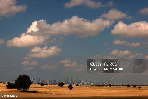 Arabian Oryx deer are pictured in the desert with a view of the city of Dubai in the United Arab Emirates, on January 28, 2023.