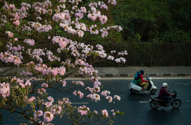 IND: Trumpet Flowers Bloom On The Eastern Express Highway At Ghatkopar