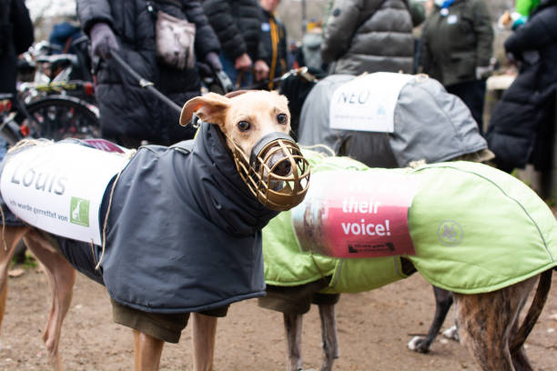 DEU: International Spanish Greyhounds March In Cologne