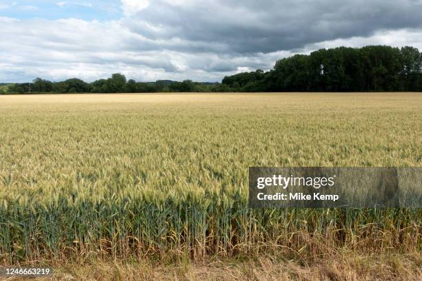 Barley field on agricultural farmland on 3rd July 2022 in Coughton, United Kingdom. Barley, a member of the grass family, is a major cereal grain...