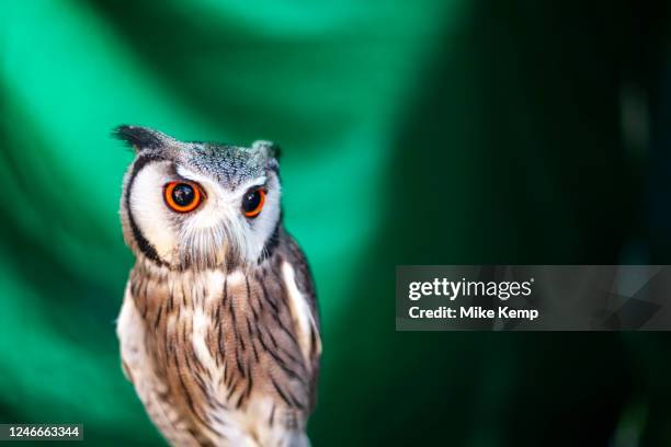 Close up of a White Faced Scops Owl on 26th May 2012 in London, United Kingdom.