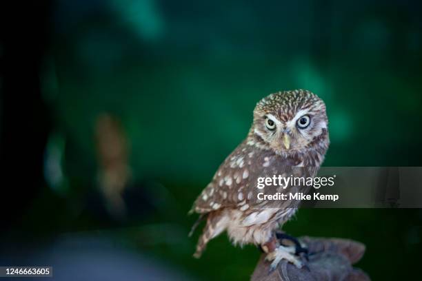 Close up of a Little Owl on 26th May 2012 in London, United Kingdom.