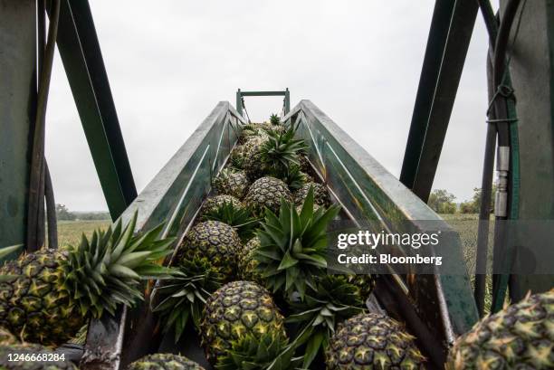 Pineapples move along a conveyor into crates during a harvest at a Bengala Agricola farm in Miranda, Cauca department, Colombia, on Saturday, Jan....