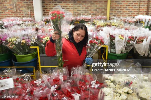 Worker arranges bouquets of flowers on a plantation in Tocancipa, near Bogota, Colombia on January 30, 2023. - Colombia is the world's second largest...