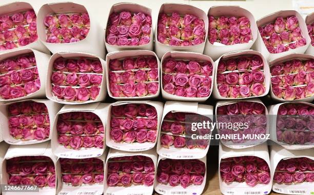 Bouquets of flowers to be exported are seen on a plantation in Tocancipa, near Bogota, Colombia on January 30, 2023. - Colombia is the world's second...