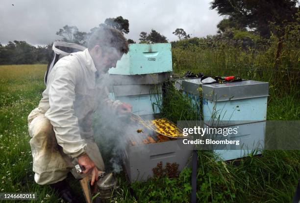 Beekeeper inspects his manuka honey hives in Blenheim, New Zealand, on Thursday, Dec. 15, 2022. Demand for manuka honey, which is produced by bees...