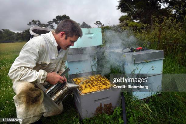 Beekeeper inspects his manuka honey hives in Blenheim, New Zealand, on Thursday, Dec. 15, 2022. Demand for manuka honey, which is produced by bees...