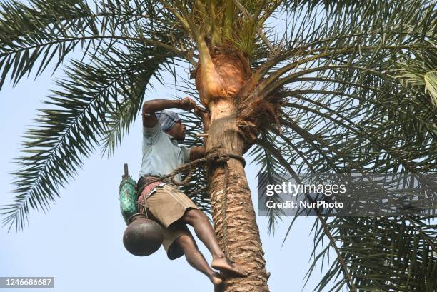 Indian farmers are collecting juice from a date palm tree. Gachees are collecting juice by peeling the bark at the top of the tree and tying an...
