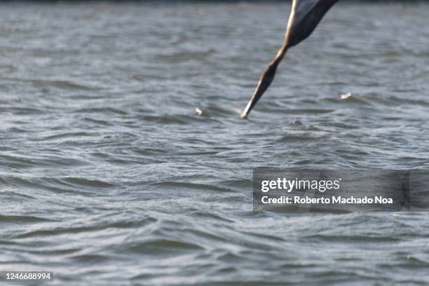 pelican bird catching fish in the zaza river, sancti spiritus, cuba - zaza stock pictures, royalty-free photos & images