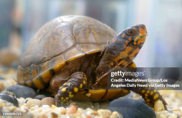 Box turtle on display at a press conference at LAX to announce a large public awareness campaign against illegal wildlife trade. Message is for...