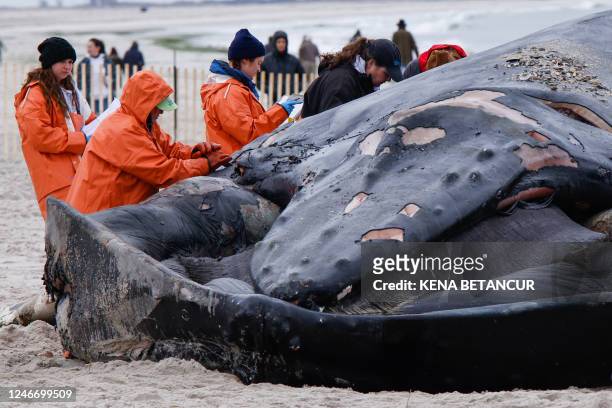 Members of the Northwest Atlantic Marine Alliance practice a necropsy on the carcass of a humpback whale at Lido Beach in Long Island, New York, on...