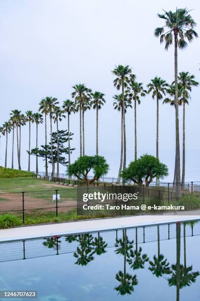 palm trees by the beach in kanagawa prefecture of japan - zushi kanagawa stockfoto's en -beelden