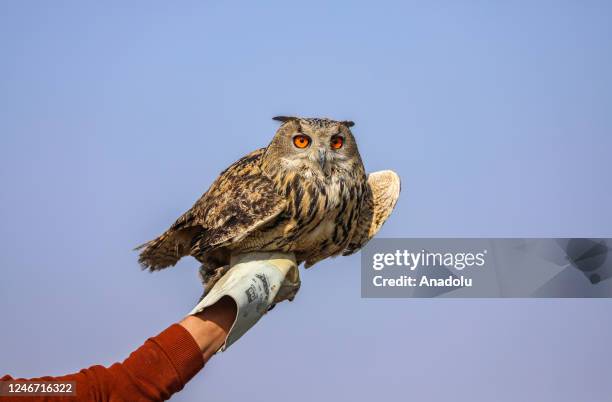 Eurasian eagle-owl is seen after a flying practice as wild animals taken care of at Dicle Wildlife Rescue and Rehabilitation Center in Diyarbakir,...