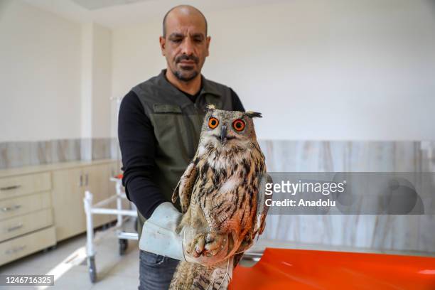 Man holds a Eurasian eagle-owl during a flying practice as wild animals taken care of at Dicle Wildlife Rescue and Rehabilitation Center in...