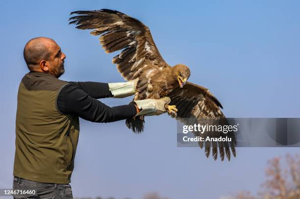 Man holds a golden eagle fly during a flying practice as wild animals taken care of at Dicle Wildlife Rescue and Rehabilitation Center in Diyarbakir,...