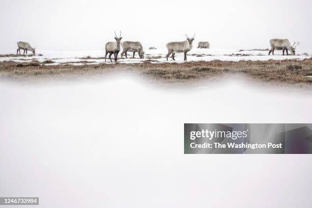 Caribou at Teshekpuk Lake in North Slope Borough, AK on May 26, 2019. The lake is the largest in Arctic Alaska. It is a significant location for...