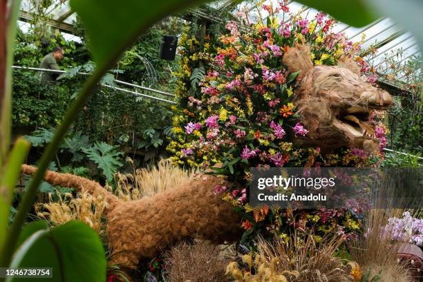 Floral display in a shape of a lion at Kew Orchid Festival: Cameroon in London, Britain, 02 February 2023. The event's Cameroon theme showcases...