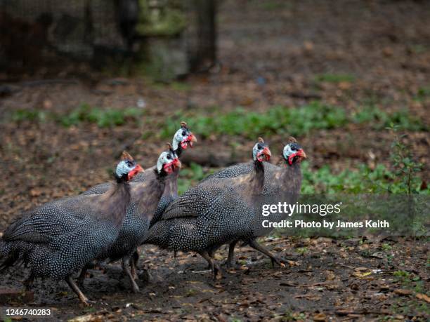 a small flock of domestic helmeted guinea fowl forage for food. - guineafowl stock-fotos und bilder