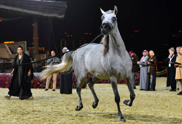 QAT: Katara International Arabian Horse Festival In Qatar