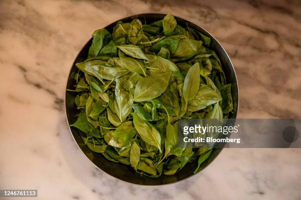 Bowl of fresh basil for pizza toppings at a pizzeria in Naples, Italy on Thursday, Feb. 2, 2023. Enjoying one of Italys classic dishes has just...