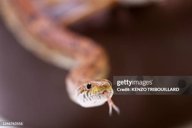 This photograph taken on February 3 shows a corn snake at the refuge of the Pairi Daiza Foundation in Brugelette. - The foundation takes care of...