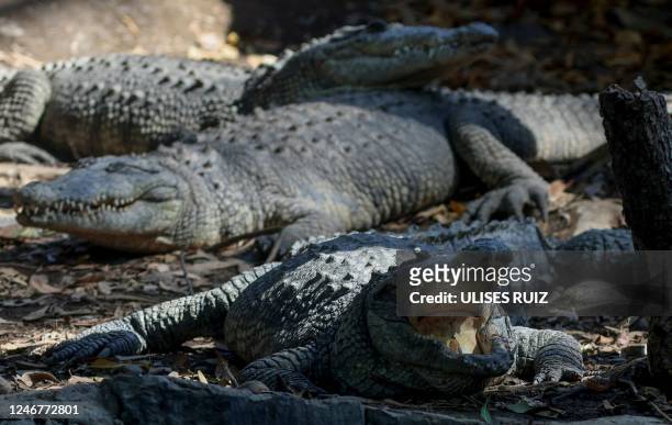 Crocodiles are seen in the reptile area of the Guadalajara Zoo in Guadalajara, Mexico, on February 3, 2023.