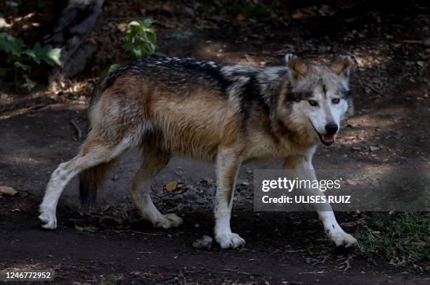 Mexican wolf is seen at the Guadalajara Zoo in Guadalajara, Mexico, on February 3, 2023.