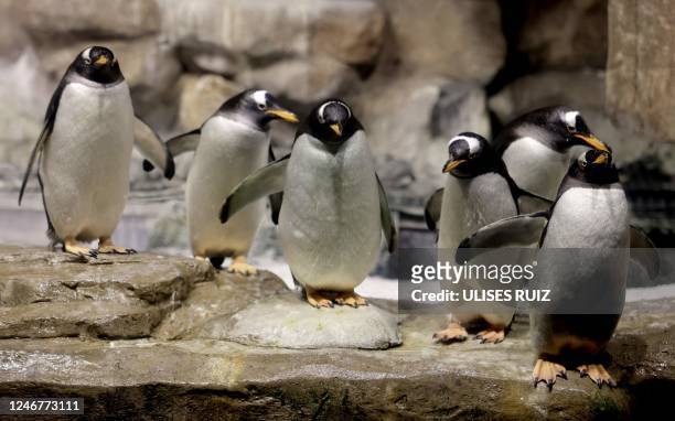 Adelie penguins are seen in the Antarctic area of the Guadalajara Zoo in Guadalajara, Mexico, on February 3, 2023.