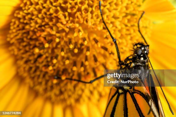 Monarch butterfly rests on a sunflower in a garden in Christchurch, New Zealand on February 04, 2023. New Zealands most identifiable butterfly, the...