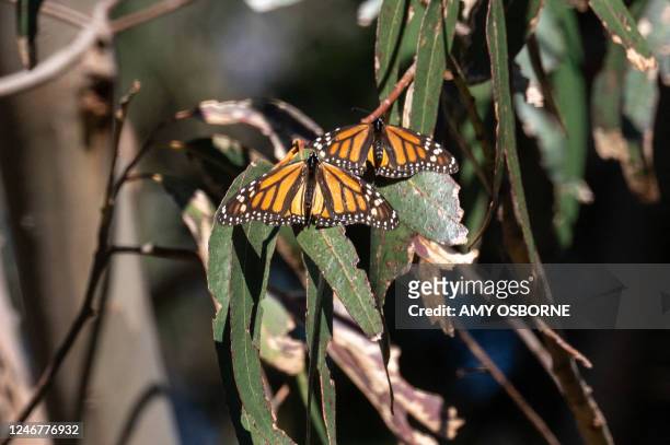 Monarch butterflies are seen as they overwinter in a protected area inside Natural Bridges State Beach in Santa Cruz, California on January 26, 2023....