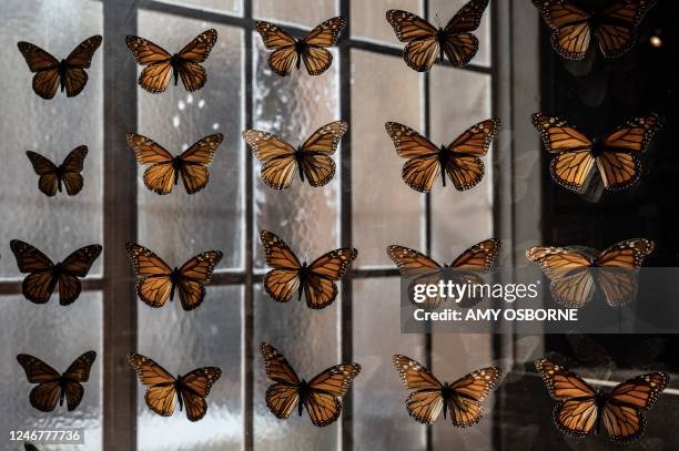 Collection of preserved Monarch butterflies is seen at the Pacific Grove Museum of Natural History in Santa Cruz, California on January 26, 2023. -...