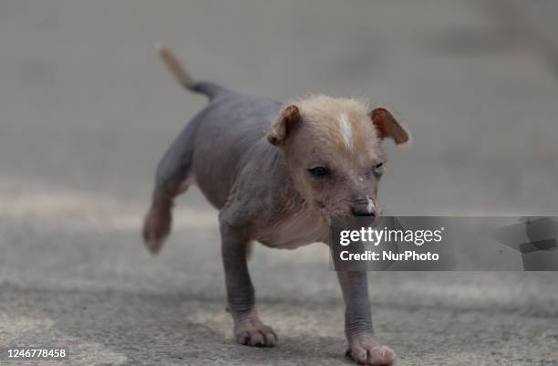 An unleashed puppy walks on the esplanade of the Monumento a la Revolucion in Mexico City. Recently, the Mexican Ministry of Health and the National...