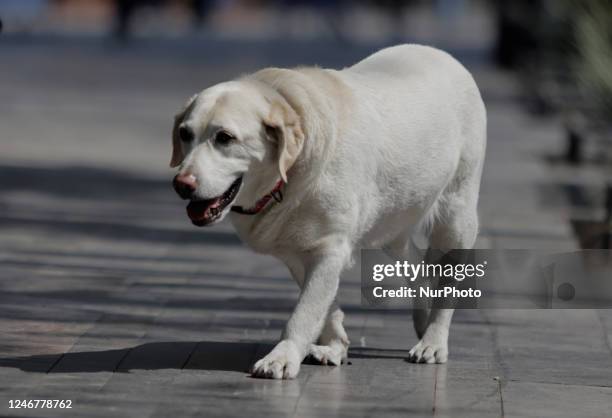 An unleashed dog on the streets of Mexico City. Recently, the Mexican Ministry of Health and the National Committee for Epidemiological Surveillance...