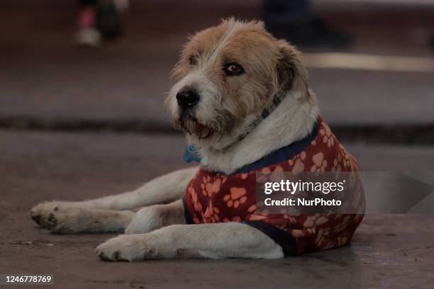 Stray dog wearing a sweater on the streets of Mexico City. Recently, the Mexican Ministry of Health and the National Committee for Epidemiological...