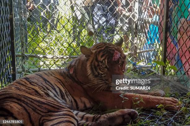 Captured Sumatran tiger with wounds on its head and body is seen in a trap set up by conservationists in Sampali forest in Kluet Tengah subdistrict,...