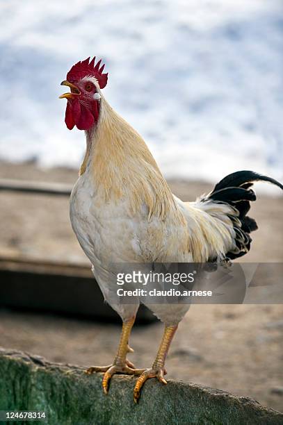 rooster. color image - rooster stock pictures, royalty-free photos & images