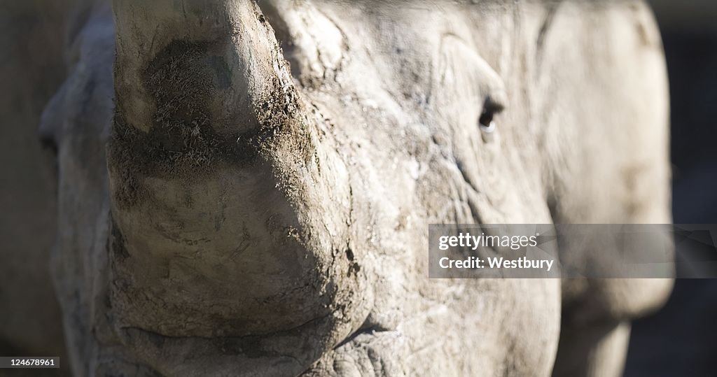 Rhino