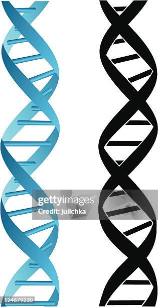 dna - human evolution silhouette stock illustrations