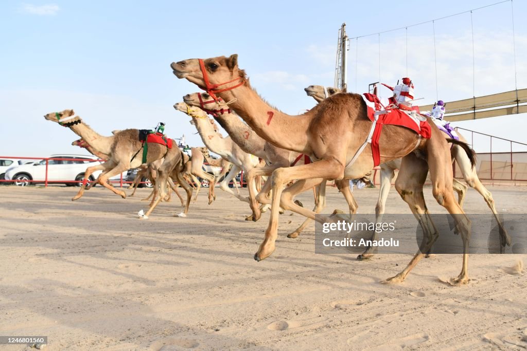 Pro Camel Racing Camels compete during the Kuwait International Camel Racing at the ...